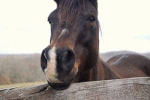 horse in the smoky mountains