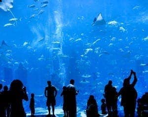 People watching fish at aquarium