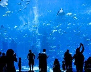 People watching fish at aquarium in Gatlinburg