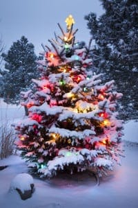 Christmas tree decorated in the snow