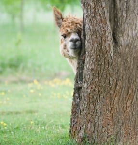 Alpaca hiding behind a tree