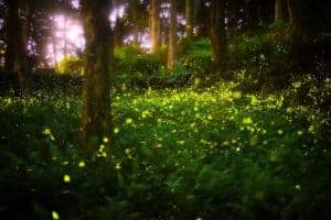 Fireflies in the woods at night