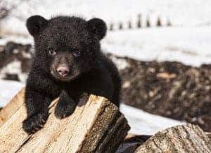 Black bear cub playing on pile of wood