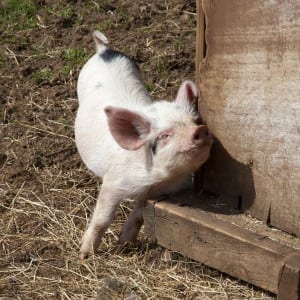 Piglet scratching itself against post in farm