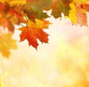 Fall leaves on a tree branch