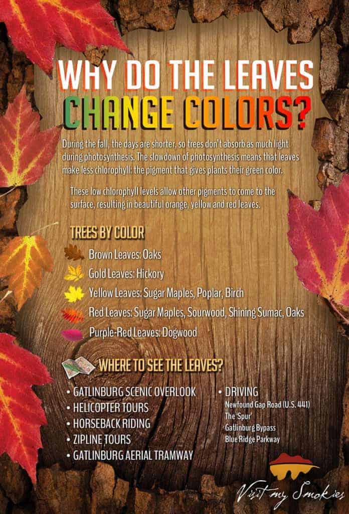 Information on the leaves changing colors in the Great Smoky Mountains National Park