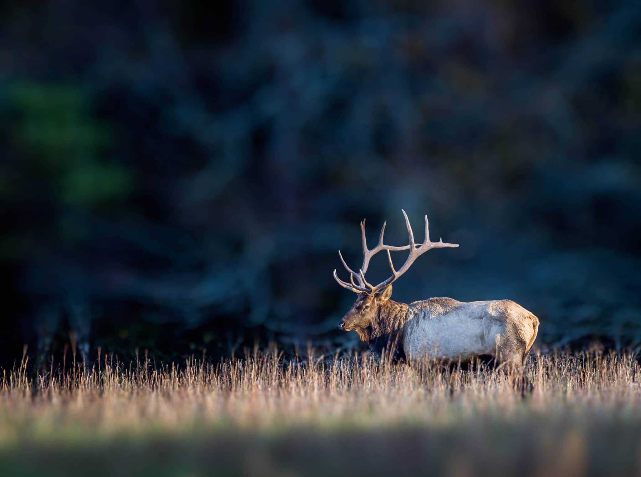 Great Smoky Mountains National Park Announces How To Safely View Wildlife2048 x 1524