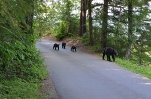 bears crossing the road