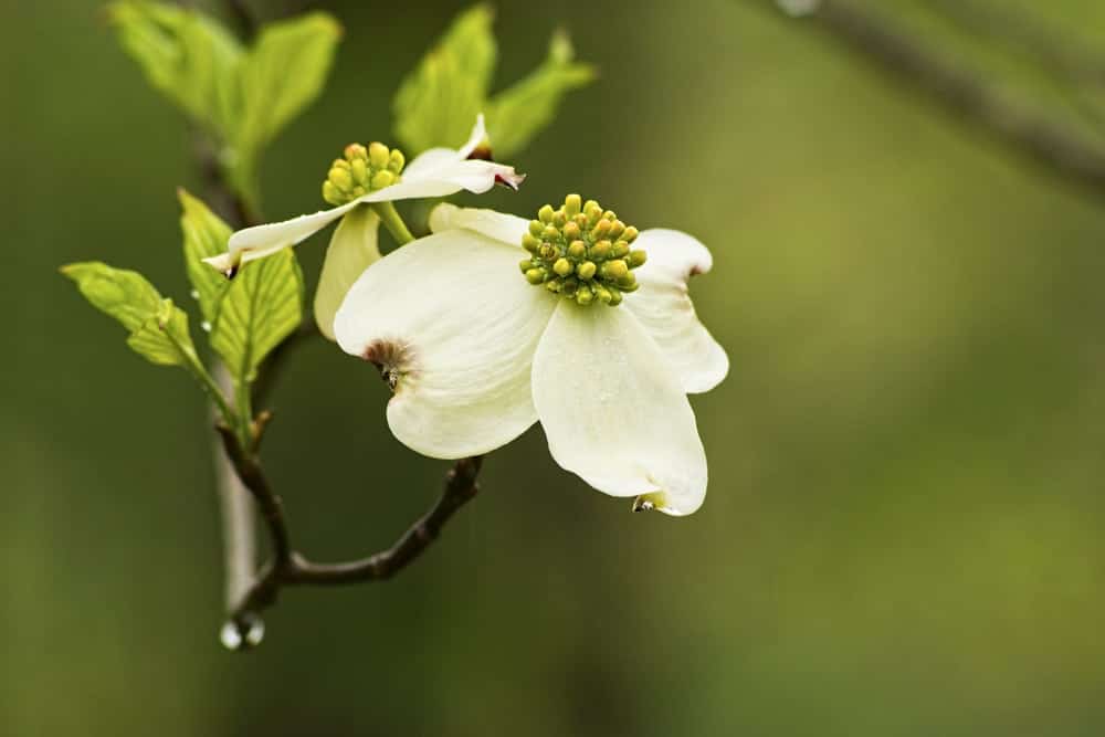 White spring wildflower in the Smoky Mountains
