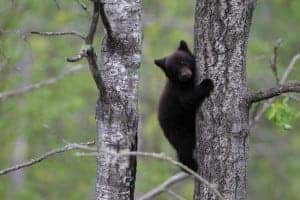 Black bear cubs are some of the most popular Smoky Mountain wildlife.