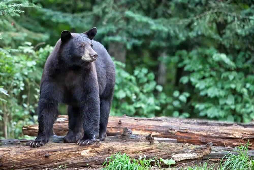 Black bears are the signature Smoky Mountain wildlife.