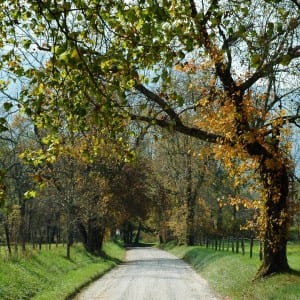 Cades Cove road in the national park