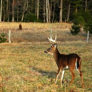 Deer roaming in the national park