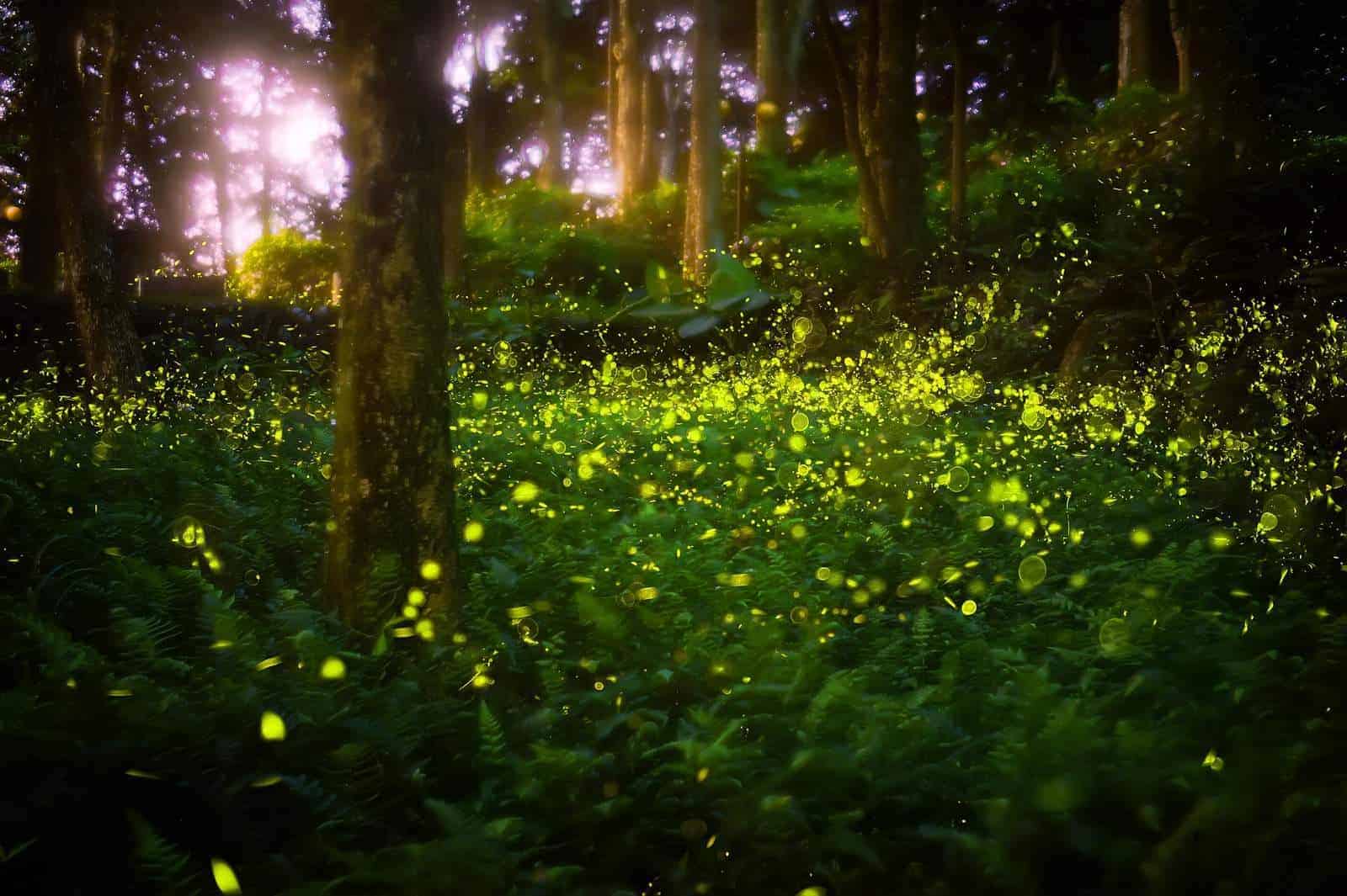Dates for Synchronized Elkmont Fireflies in the Smoky