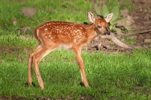 White-tailed deer are very popular Smoky Mountain wildlife.