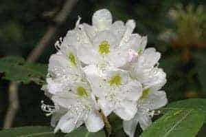 Smoky Mountain wildflower Great Laurel Rhododendron