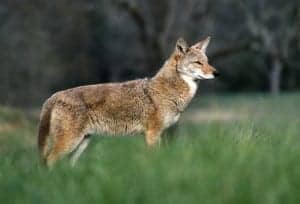 Coyote in Cades Cove in the Great Smoky Mounatins National Park
