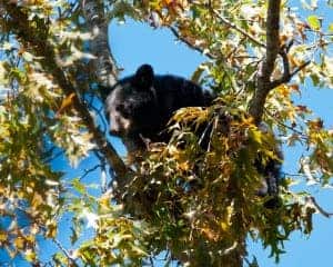 Great Smoky Mountain black bear