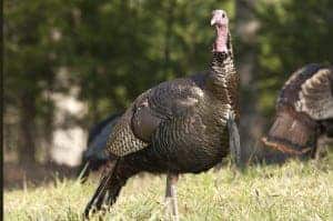 wild turkey in Cades Cove