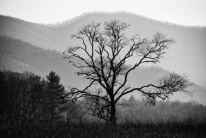 Black and white picture of a tree in the Smoky Mountains