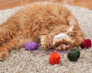 Cat playing with yarn