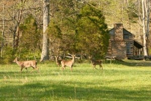 Deer grazing in Cades Cove in the Great Smoky Mountains