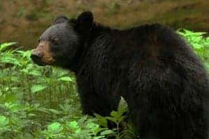 Smoky Mountain black bear