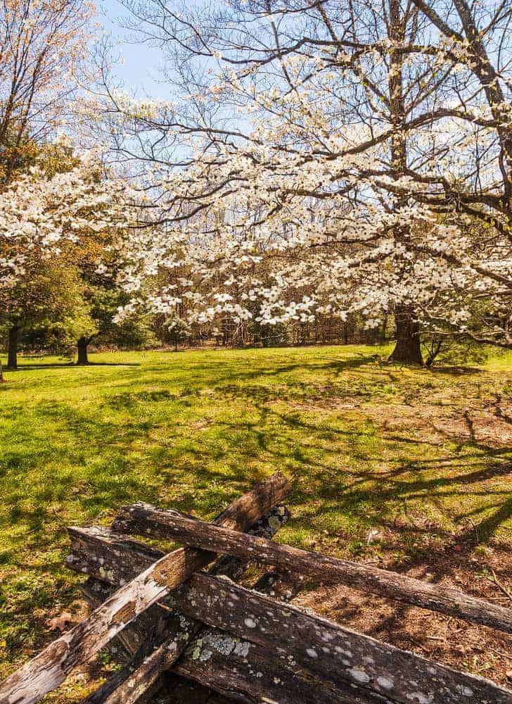 Spring view of Cades Cove