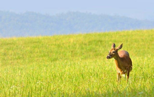 8 Shocking Secrets Of Cades Cove You Won T Believe