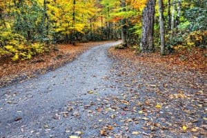 Road covered with leaves in fall in the Smoky Mountains