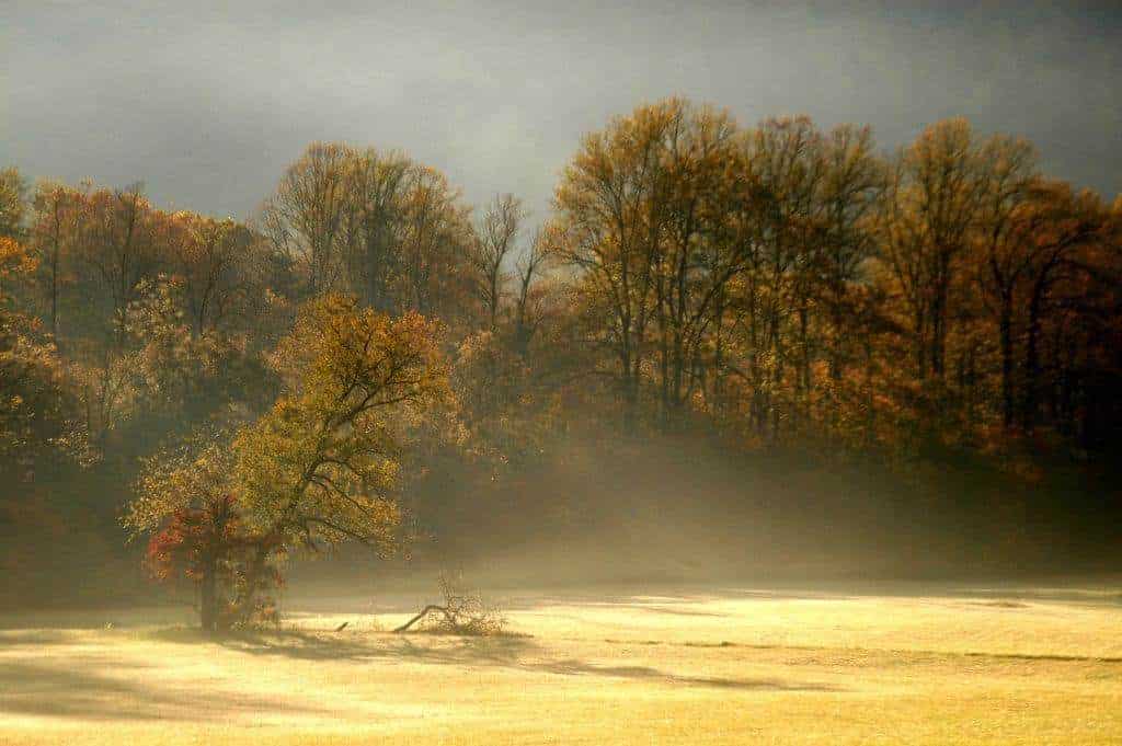 Scenic Smoky Mountain view of meadow and trees