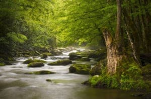 Steam on the Roaring Fork Motor Nature Trail