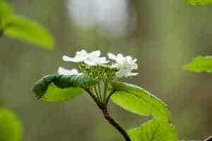 white Smoky Mountain wild flower