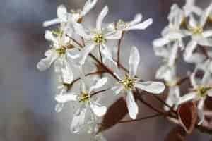 white service berry Smoky Mountain wild flower