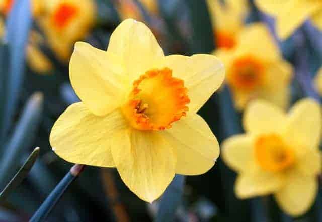 Yellow and orange daffodil Smoky Mountain wild flower