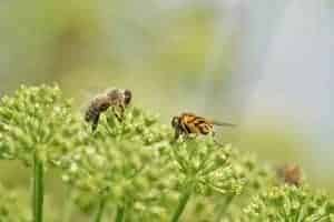 filmy angelica Smoky Mountain wild flower