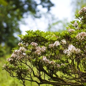 mountain laurel smoky mountain wild flower