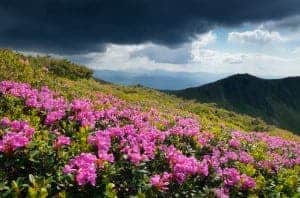 rhododendron bush Smoky Mountain wild flower