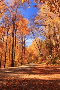 Bright red and orange leaves in the fall