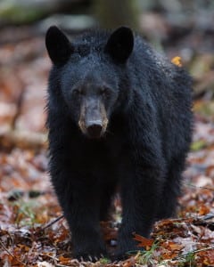 Smoky Mountain black bear