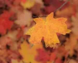 Smoky Mountain fall colors in Wears Valley