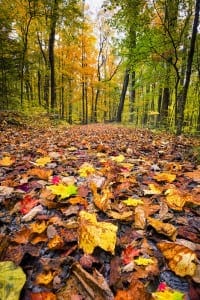 Smoky Mountain fall leaves