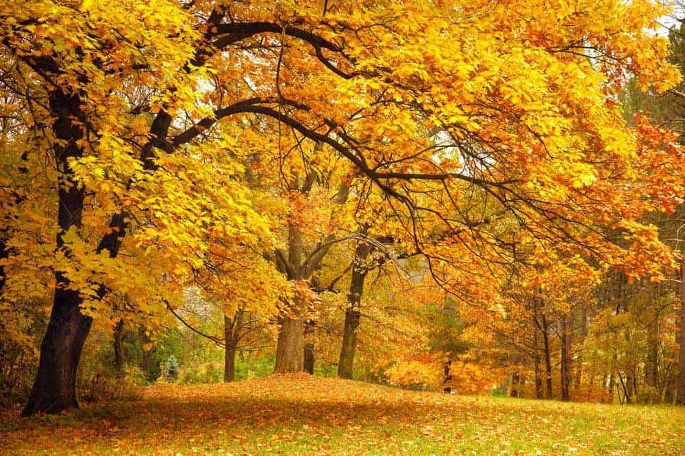 trees in the fall