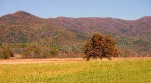 Tree in the field in the Great Smoky Mountains