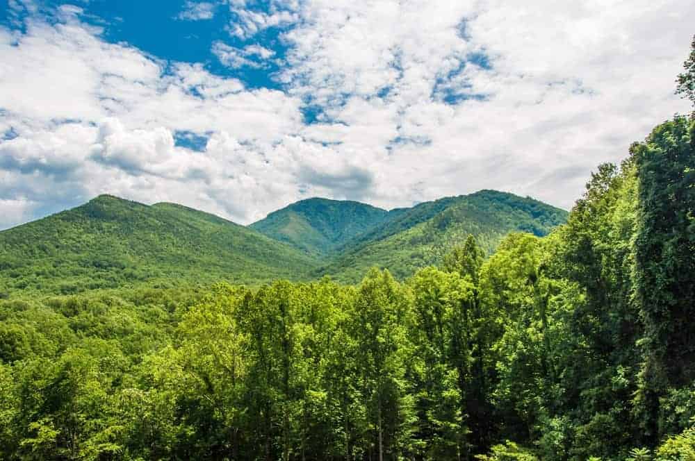 View of the green trees in the Smoky Mountains