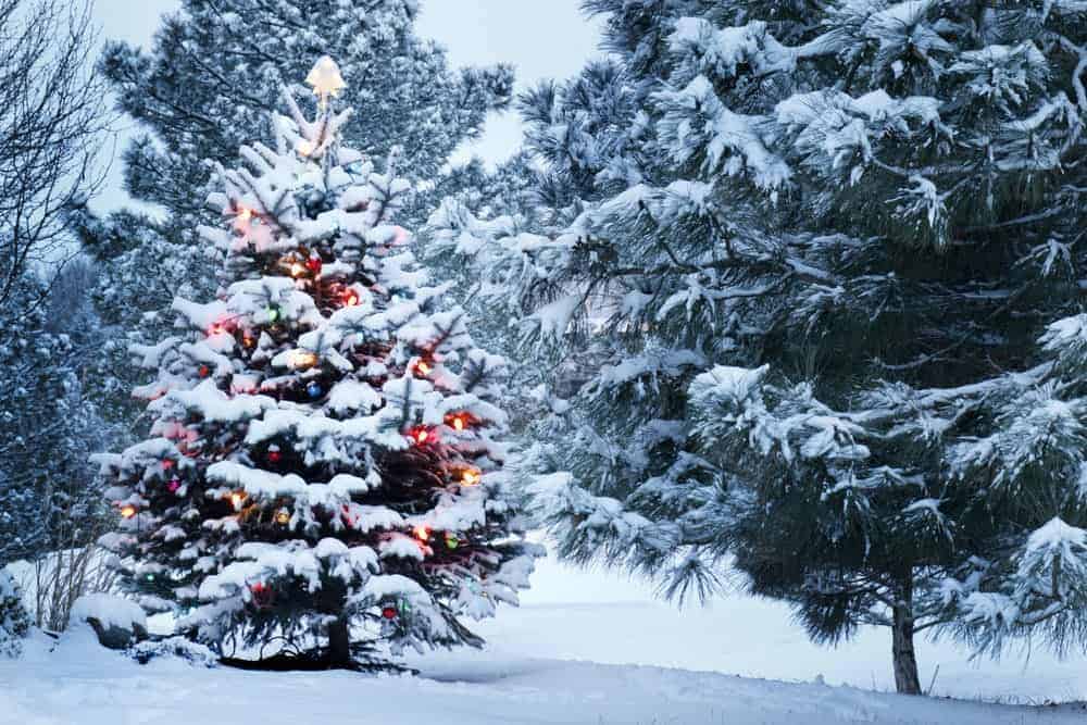 Christmas tree in snow covered woods