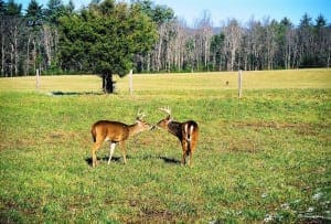 Deer along the Cades Cove Loop Road