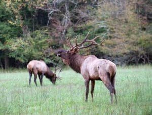 Elk in the national park