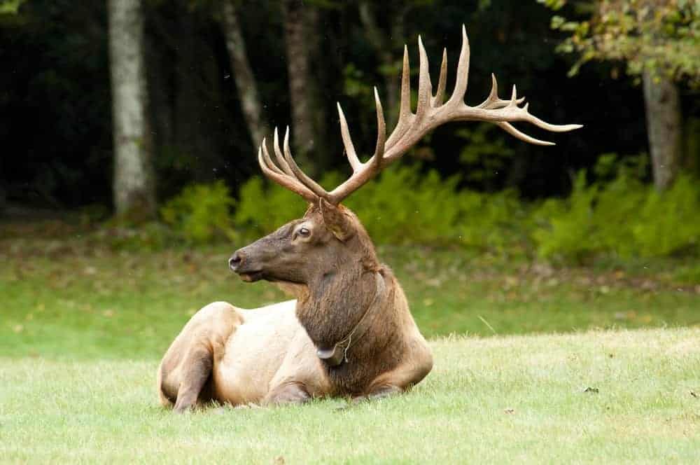 Elk laying down