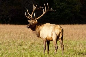 Large elk in the Great Smoky Mountains